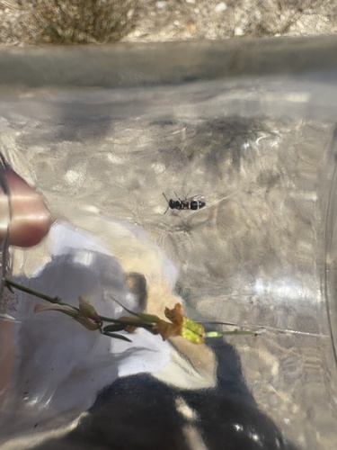 iNaturalist observation photo of Potter and Mason Wasps