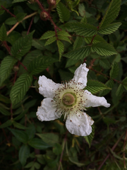 Rubus croceacanthus, photograph author not stated, no rights reserved