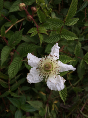 Rubus croceacanthus, photograph 6