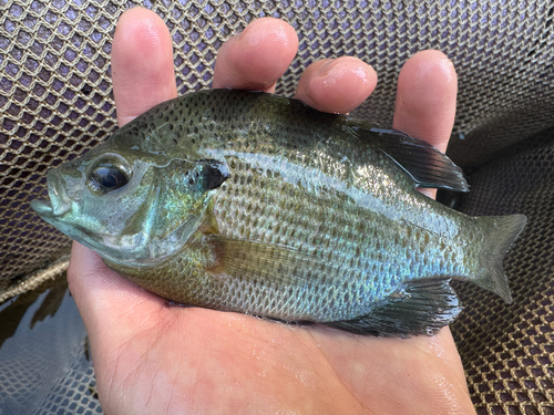 Bluegill