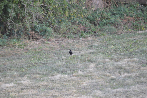 Eurasian Blackbird
