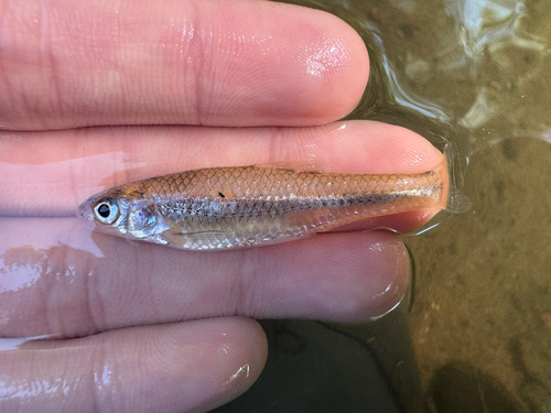 Plains Sand Shiner