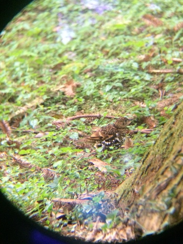 Scaly Thrush (Zoothera dauma), photo 6