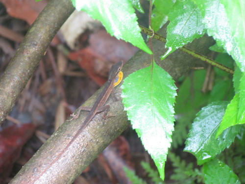 Silky Anole