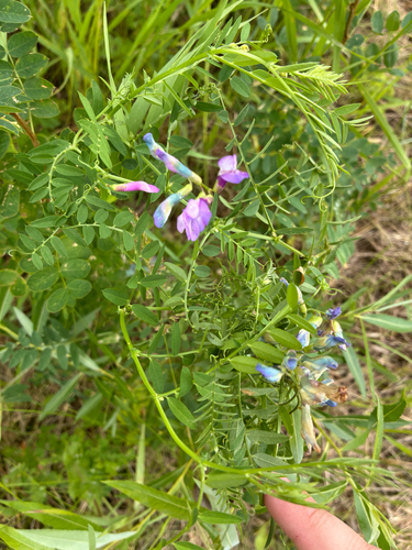 American vetch