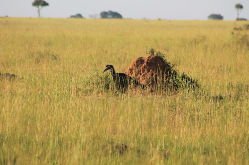 Abyssinian Ground-Hornbill