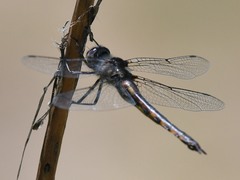 Epitheca petechialis