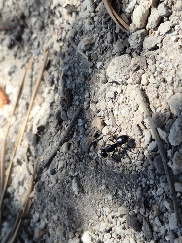 iNaturalist observation photo of Carpenter Ants, Typical Sugar Ants and Allies