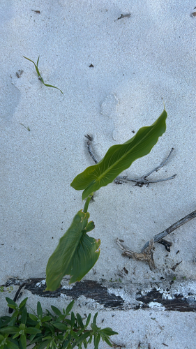 calla lily
