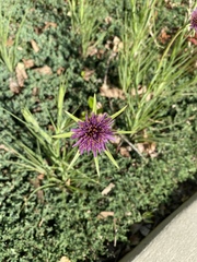 Tragopogon porrifolius
