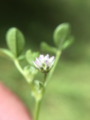 Trifolium microcephalum