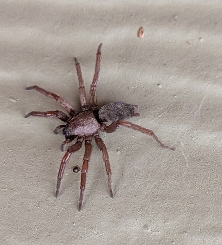 Mouse spider