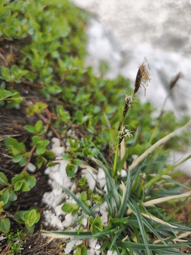 Carex firma, photograph 5
