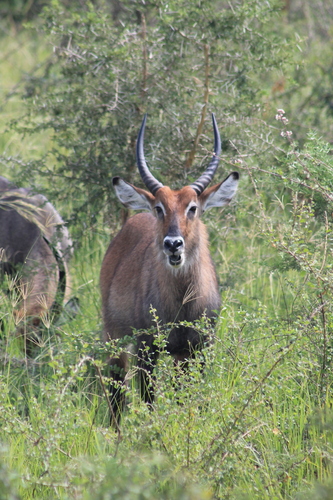 Defassa Waterbuck