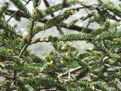 Abies vejarii