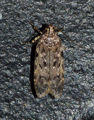 Helcystogramma melantherella