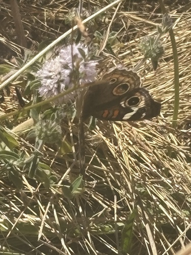 Gray Buckeye seen in Sonoma Valley