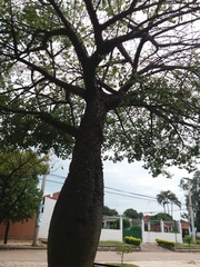 Ceiba speciosa