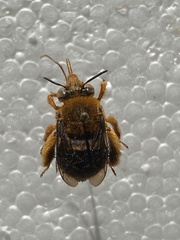 Amegilla bombiformis