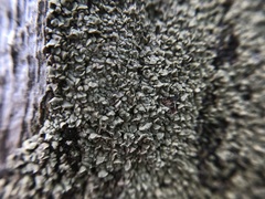 Hypocenomyce scalaris