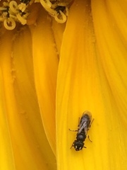 Hylaeus