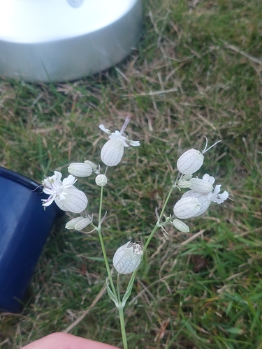bladder campion