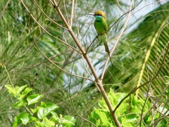 Merops orientalis orientalis