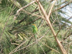 Merops orientalis orientalis