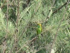 Merops orientalis orientalis