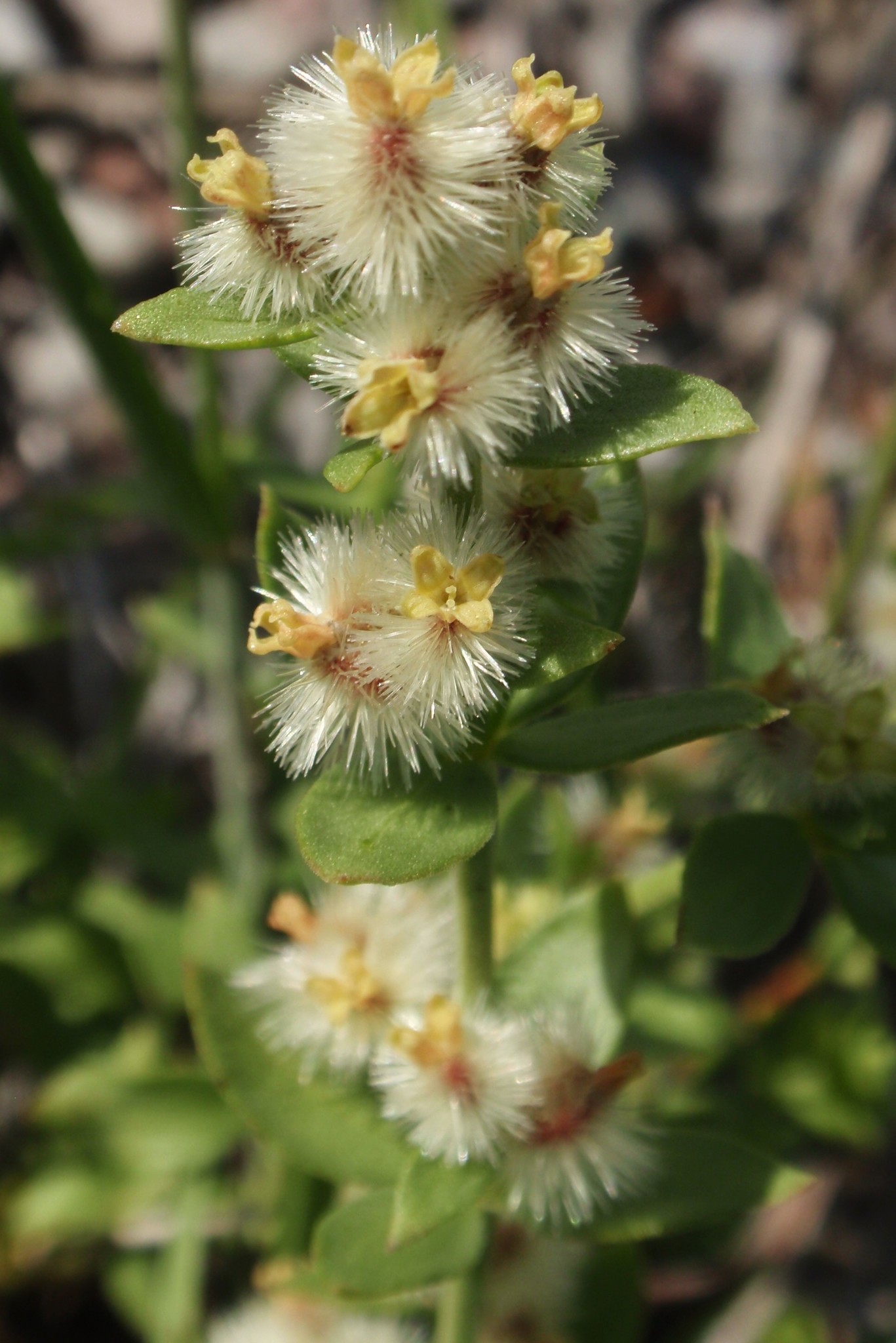 Galium grayanum