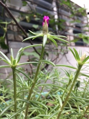 Portulaca grandiflora