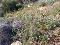 Chaenactis artemisiifolia, photograph author not stated, no rights reserved
