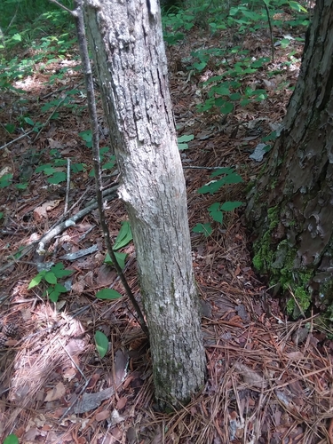 Image of Quercus oglethorpensis by (c) Will McFarland, some rights reserved (CC BY)