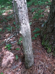 Quercus oglethorpensis