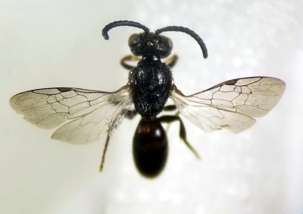 Little Sickle-jawed Blood Bee
