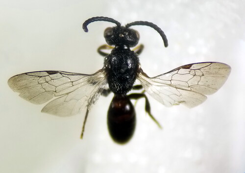 Little Sickle-jawed Blood Bee
