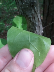 Quercus oglethorpensis