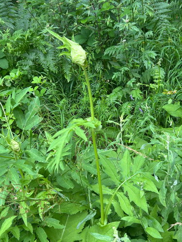 Cabbage Thistle
