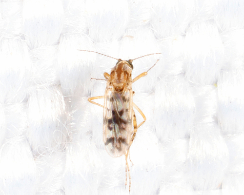 Monohelea, 2026-07-08