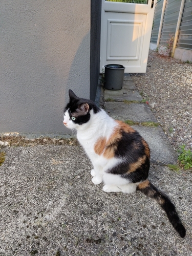 Domestic Cat