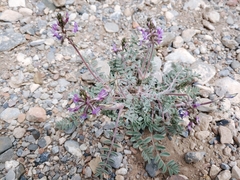 Astragalus minthorniae