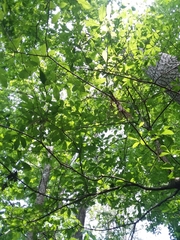 Quercus oglethorpensis