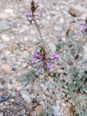 Astragalus minthorniae