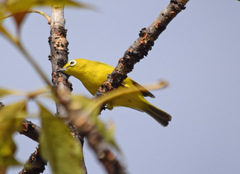Southern Yellow White-Eye photo 1