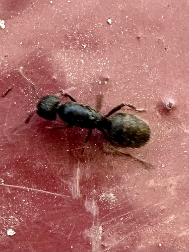 iNaturalist observation photo of Western Black Carpenter Ant
