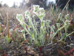 Plagiobothrys tenellus