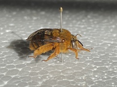 Amegilla bombiformis