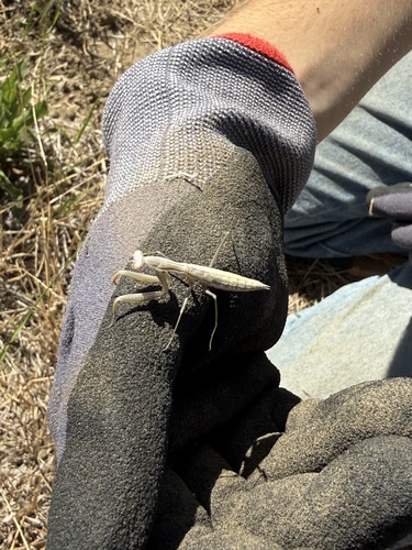 Image of Mantis religiosa by (c) Parsa Fard, some rights reserved (CC BY)