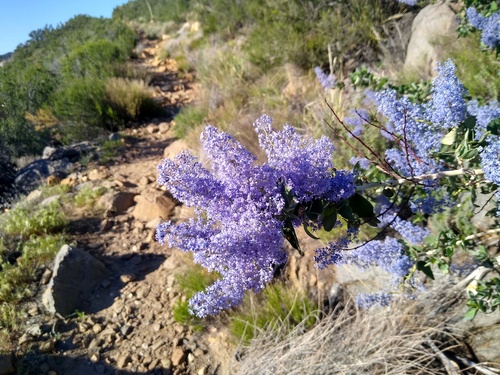 Ceanothus leucodermis, photograph 5