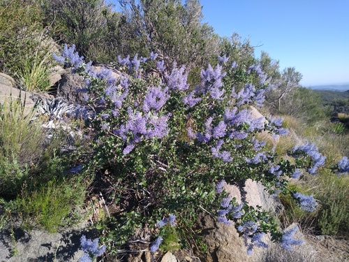 Ceanothus leucodermis, photograph 6